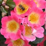 Bild von Bodendeckerrose ‘Topolina®’ – ADR-Rose