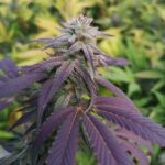 Bild von Skittlez Samen Feminisiert 3 Samen