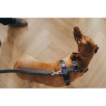 Bild von DOG SPORT HUNTER Geschirr Aalborg Mixed S, cognac/grau